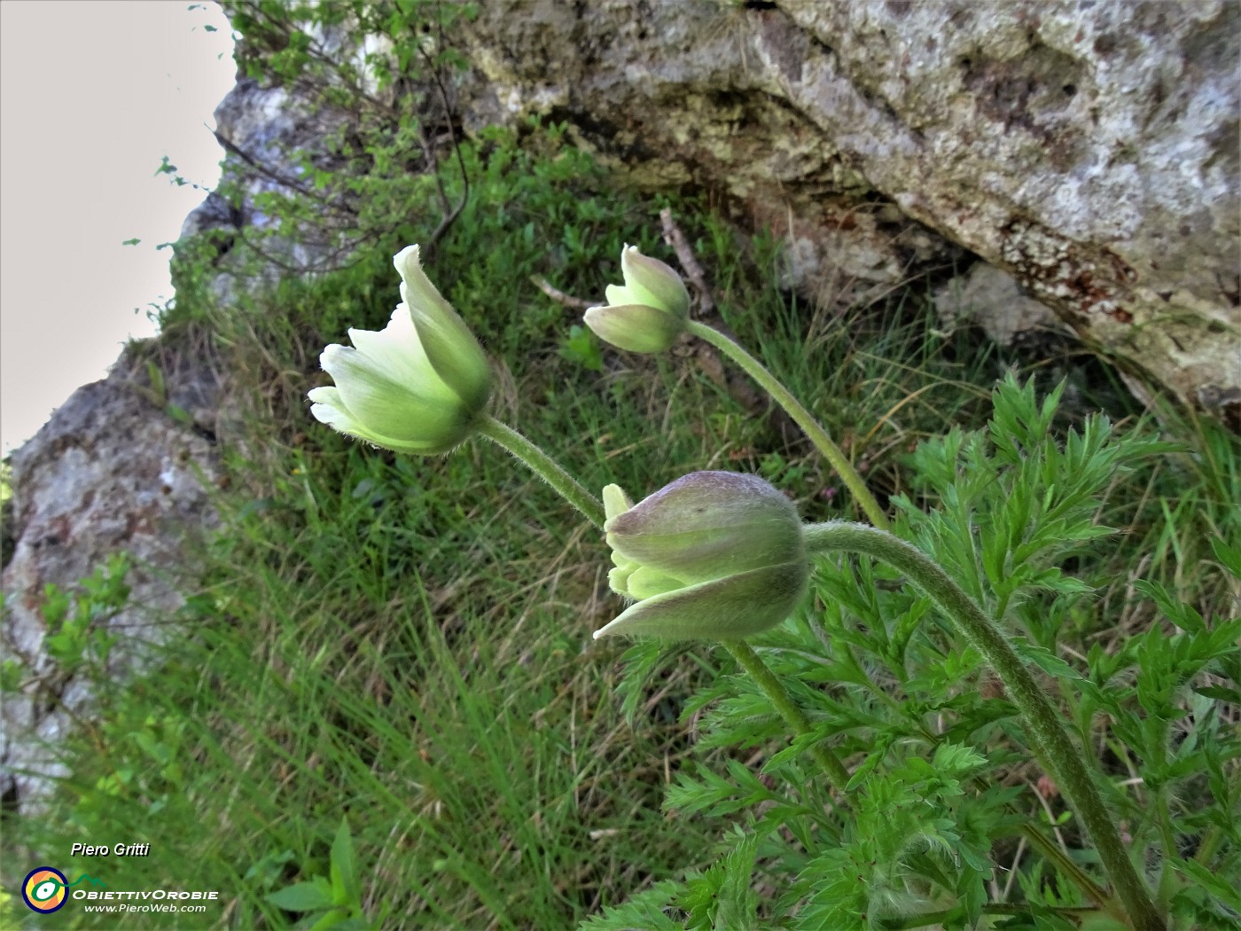 63 Pulsatilla alpina (Anemone alpino) in fioritura.JPG